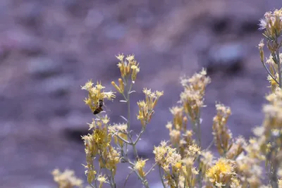 DSC_2235 (Large).JPG